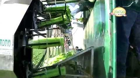 CELERY - Growing Harvesting & Packaging