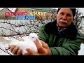 Этому голубю 18 лет! История Бакинского голубятника Юрия Геннадиевича! #pigeons