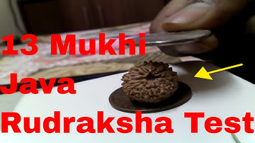 Rudraksha Test, Original Rudraksha Test, How to Check Original Rudraksha