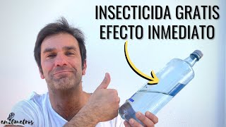 In seconds: homemade insecticide, free, easy and with immediate effect