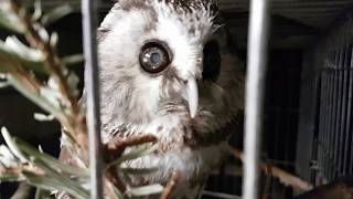 Sounds from hell and night singing of Chuchundriy the boreal owl