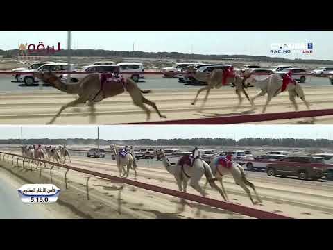 ش1 طيف لـ هجن الشحانية مهرجان ختامي المرموم 22 04 2025م كأس الجذاع بكار مفتوح 8 46 0 ش1 طيف لـ هجن الشحانية مهرجان ختامي المرموم 22 04 2025م كأس الجذاع بكار مفتوح 8 46 0