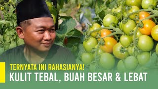 CARA BUDIDAYA TANAMAN TOMAT | BUAH LEBAT DARI AWAL SAMPAI PANEN