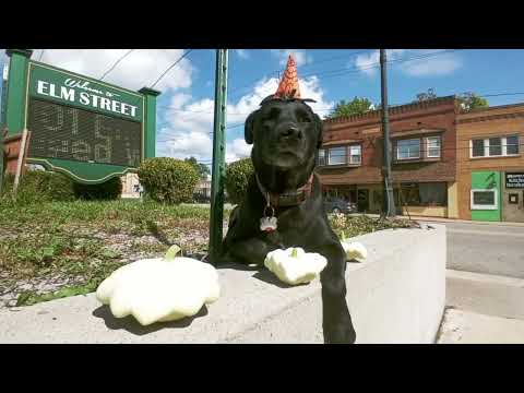 Bountiful Scallop Squash grows VERY fast!