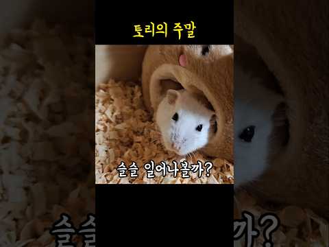 토리의 나른한 주말, 일어날까 더 잘까?