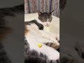 ソファ🛋️ーでくつろいでる😆 男の子🐈‍⬛🐈生後11ヶ月 #保護猫 #里親 #猫のいる暮らし #今日のにゃんこ