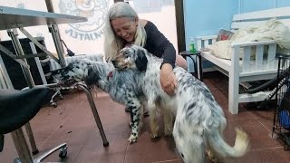 Grooming 2 English Setters
