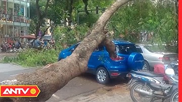 Cảnh báo nguy cơ TNGT do cây đổ mùa mưa bão | ANTV