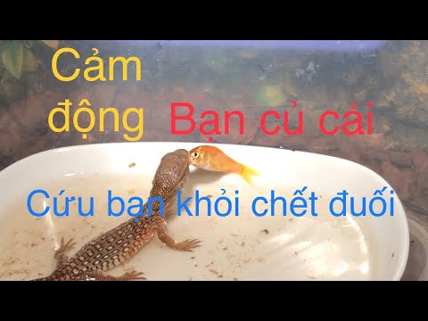 Savannah Monitor - loài kì đà cảnh châu phi | review | PPeng_Tv