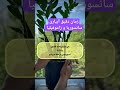 اگه نمیدونی سانسوریا و زاموفیلیات رو کی آبیاری کنی Flowers Plant گلهای آپارتمانی سانسوریا 