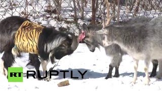 Претендентки на сердце козла Тимура подрались в Приморском сафари-парке