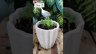 || Flax Seed Timelapse🌱 ||#shorts #garden #plants #new #gardening #propagation #flaxseed #trending