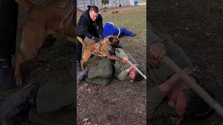 💥Cool Malinois Hard. #STRAZHODESSA Dog training. Odessa 2024.