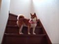 階段を降りられないフリをする柴犬たち