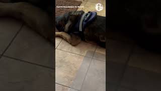 Would you try this with your dog?