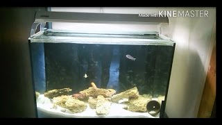 Интерактивный аквариумный туризм Сезон 2 Выпуск 17(Уроки Украинского языка на mfkrus) Интерактивный аквариумный туризм Сезон 2 Выпуск 17(Уроки Украинского языка на mfkrus)