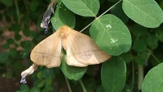 Eupterote liniosa Moth
