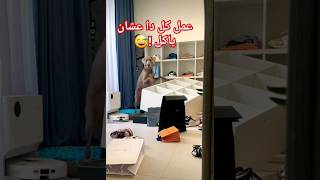 شوف الكلب الذكي دا عمل ايه عشان ياكل ? كلاب عجائب كوميديا ضحك  اشتراك_بالقناة