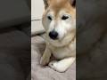柴犬福 直角肉球を指摘されてムキる肉球犯🤣Bad boy🤣#姉と柴 #shorts #柴犬 #shibainu #japanesedog #dogshorts #시바견 #funny