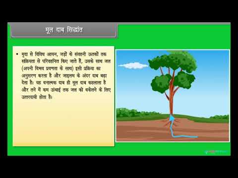 Hindi Medium | Class 11 | Biology | CBSE | Long Distance Transport of Water | ICSE | Free Tutorial