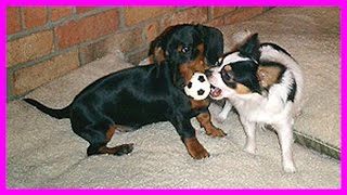 Amazing Dachshund plays football by Puppy Love 2,027 views 8 years ago 11 minutes, 50 seconds