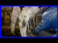 первая дойка после отела//первое поение теленка//Registered Cow being milked with a bucket milker.