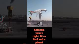 IT'S A BIRD- IT'S A PLANE MEME
