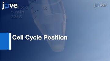 Analysis Of Cell Cycle Position In Mammalian Cells l Protocol Preview