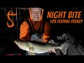 Night Bite - Fox Feeding Frenzy