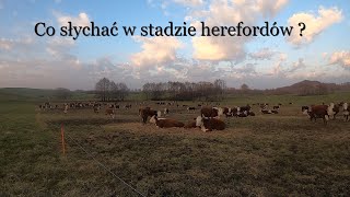 Zarządzanie dużym stadem bydła mięsnego rasy Hereford