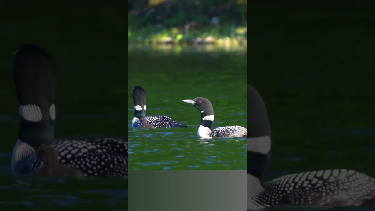 Common Loon  