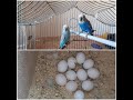 Самка попугая снесла 11 яиц. Кладка яиц. The female parrot laid 11 eggs. Самка папугая знесла 11 яек