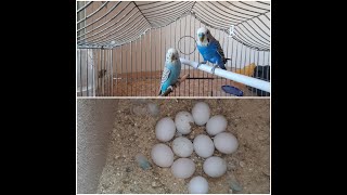 Самка попугая снесла 11 яиц. Кладка яиц. The female parrot laid 11 eggs. Самка папугая знесла 11 яек