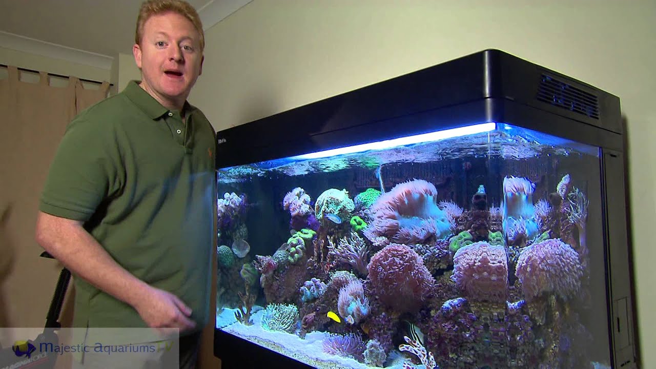 Trænge ind Atticus Fil My Favourite REEF Aquarium REDSEA max 250 - YouTube