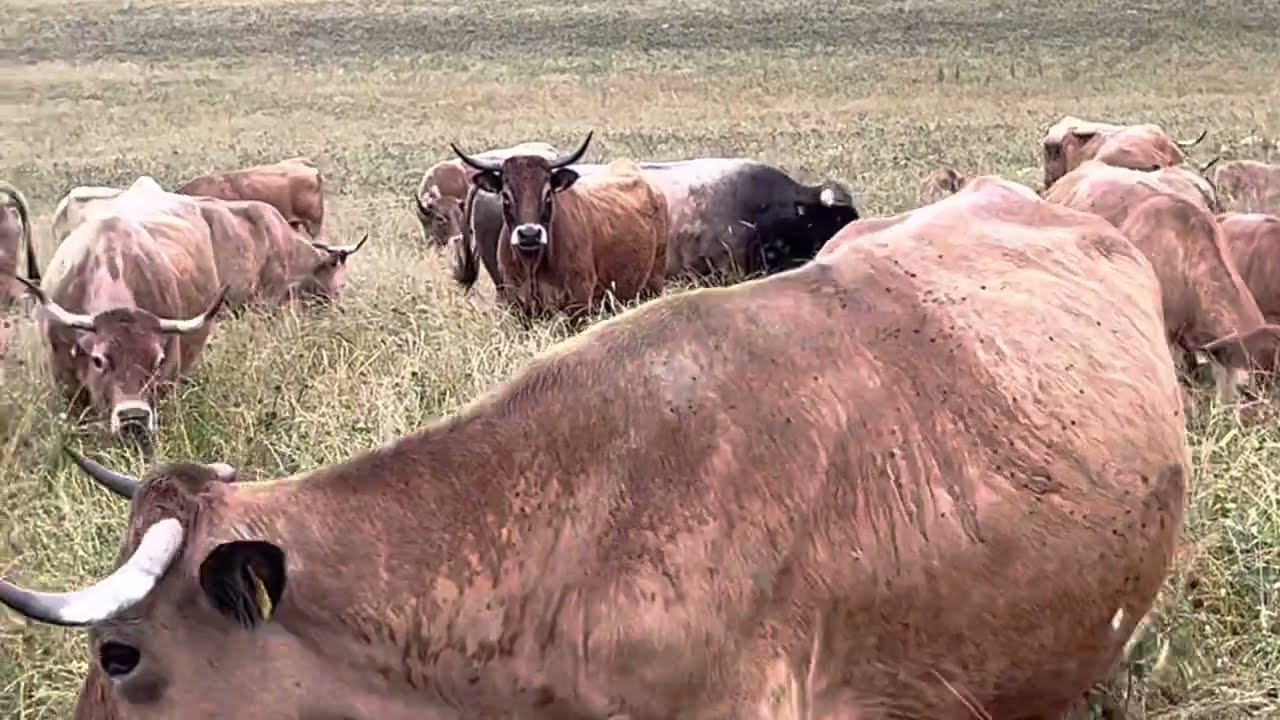 Check out Carson’s Aubrac cattle breed in Germany.