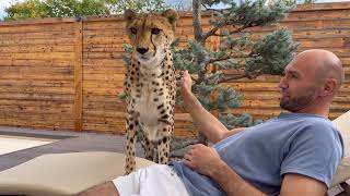 Cheetah Gerda's new experiences. Drinking from the pool and getting to know the vacuum cleaner.