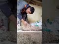 العلف طبيعي كاين لمليح ياكم حياة البادية    