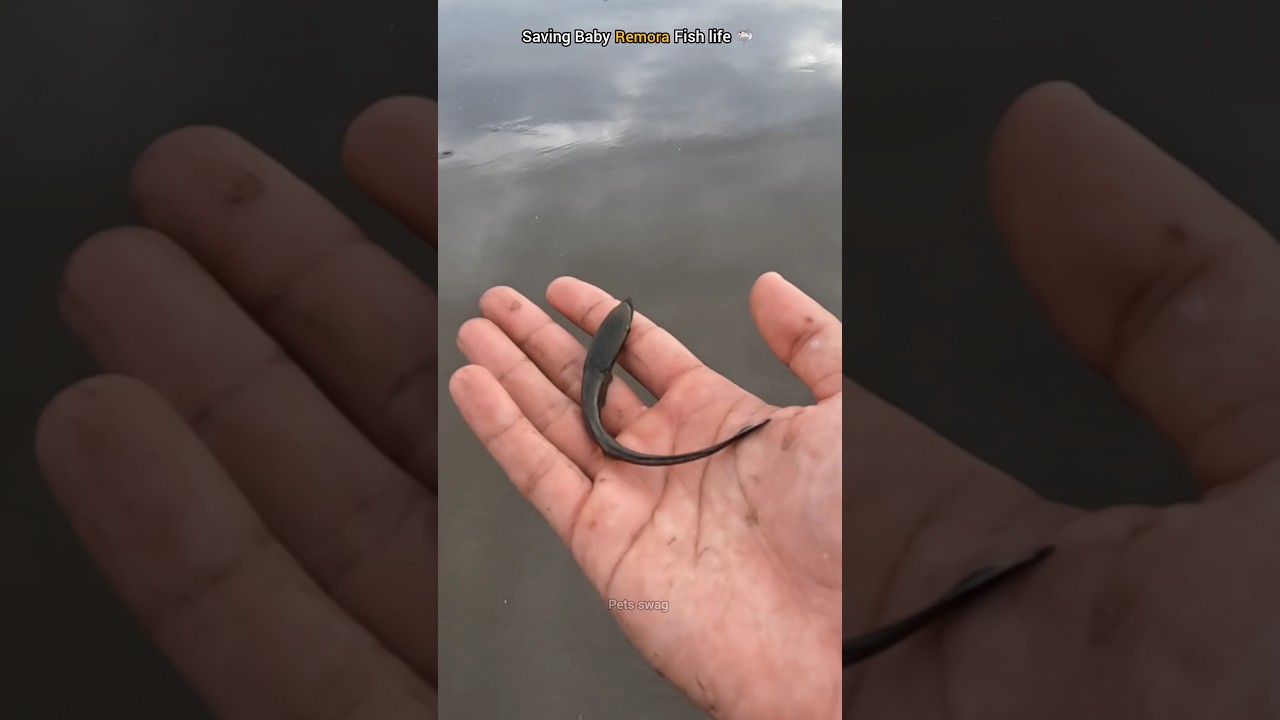 Saved Remora Fish: Hero of the Underwater World 🥺 