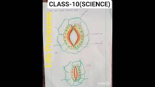 Important Labelled Diagram Of Life Processes | Class-10 science