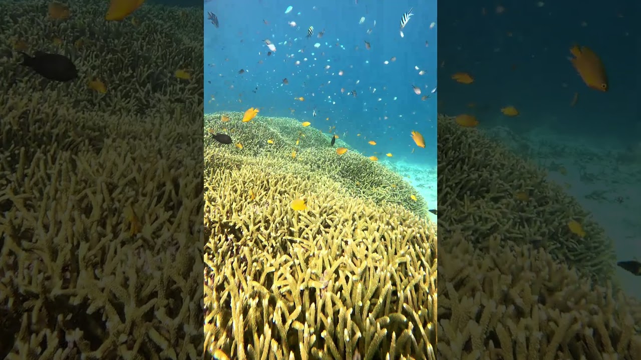 The Magic of Bali's Marine Life 🐠 