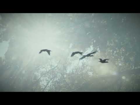 Echoes / Kajad