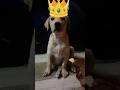 I AM👑 #labrador #trending #shorts #viral #doglove #dog #funny #comedy #ytshorts #youtube #promotion