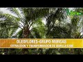 OleoFlores-Grupo Murgas- Extraccion y Transformacion de Semilla Dami- Palma africana