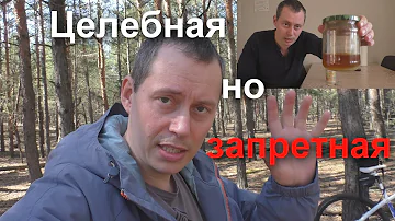 Магические свойства запретного продукта. КРАСНЫЙ МУХОМОР. Подтверждаю анализами.