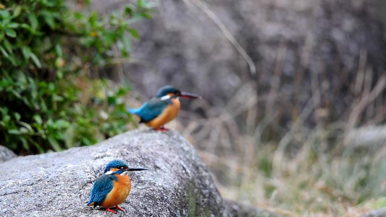 ４ カワセミの求愛行動 翡翠 Kingfisher Youtube
