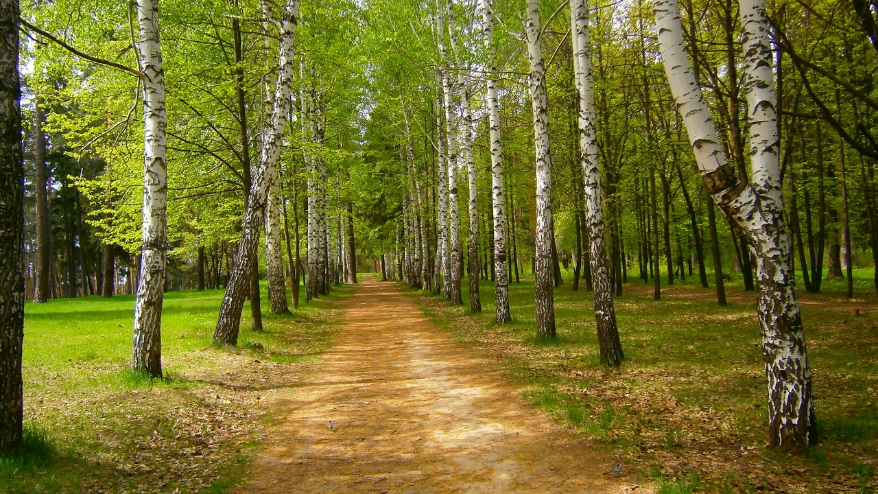 Березки нижегородская. Парк Березовая роща. Берёзовая роща (парк, Яранск). Березовая роща Измайловский парк. Озеленение парка Березовая аллея.