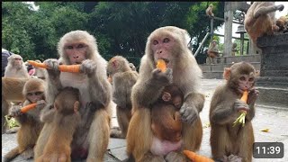 FEEDING CARROT BEANS AND RADISH TO THE HUNGRY MONKEY | FULL HD VIDEO 📸