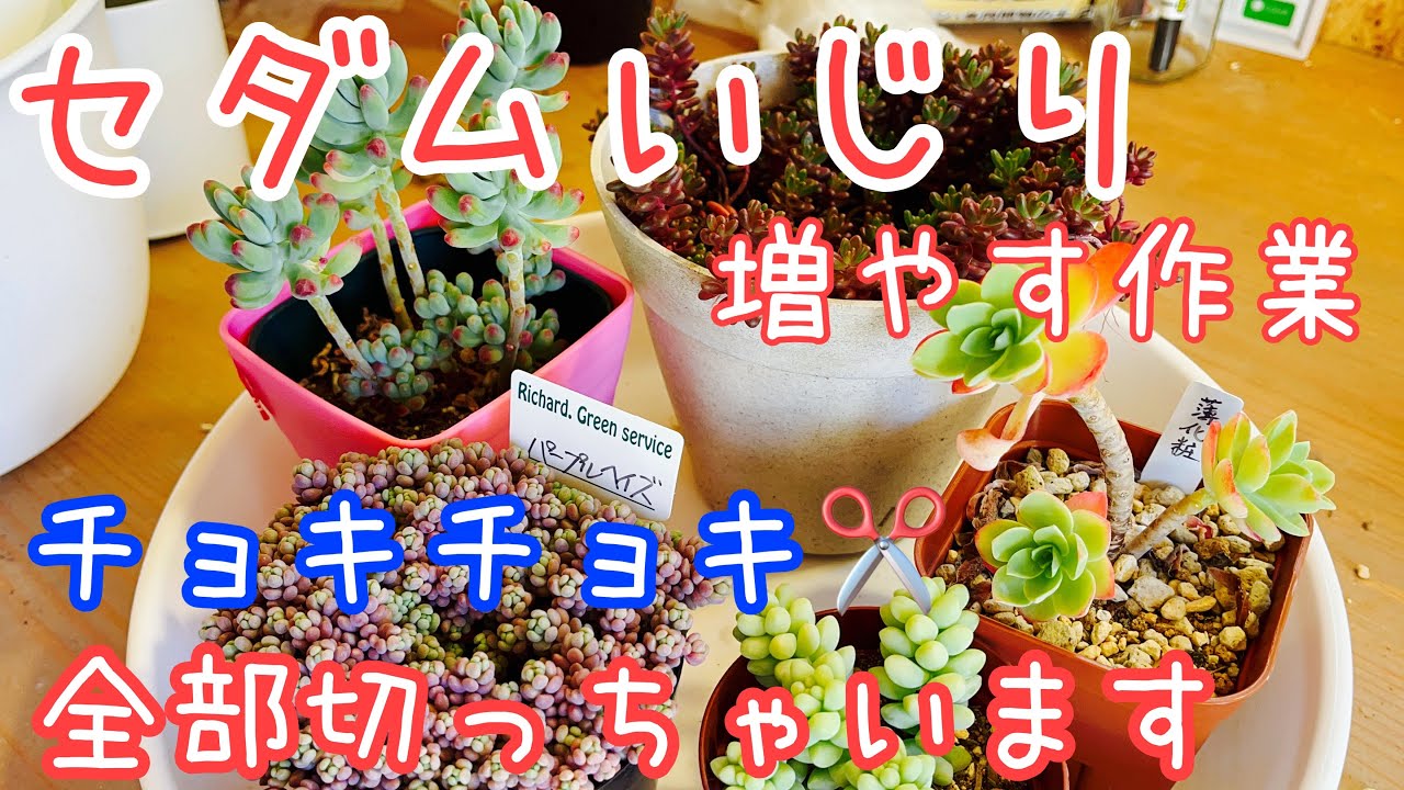 多肉植物]セダムまとめて増やす作業！切って切って挿しまくる！ - YouTube