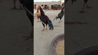 Rata Mushka Green Mushka Chata Hera