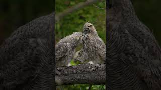Great Horned Owls: The Gentle Tigers of the Sky 🦉❤️#wildlife